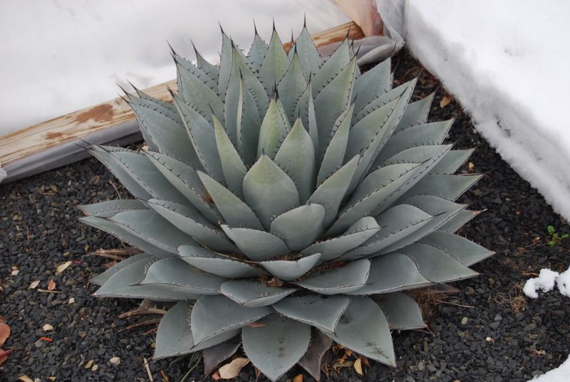 Parry's Agave Parry's Agave