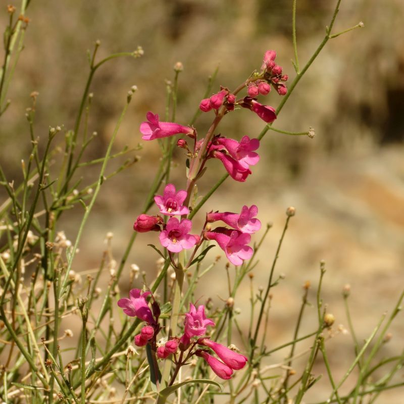 Parry's Penstemon Draws Hummingbirds With Its Flowers