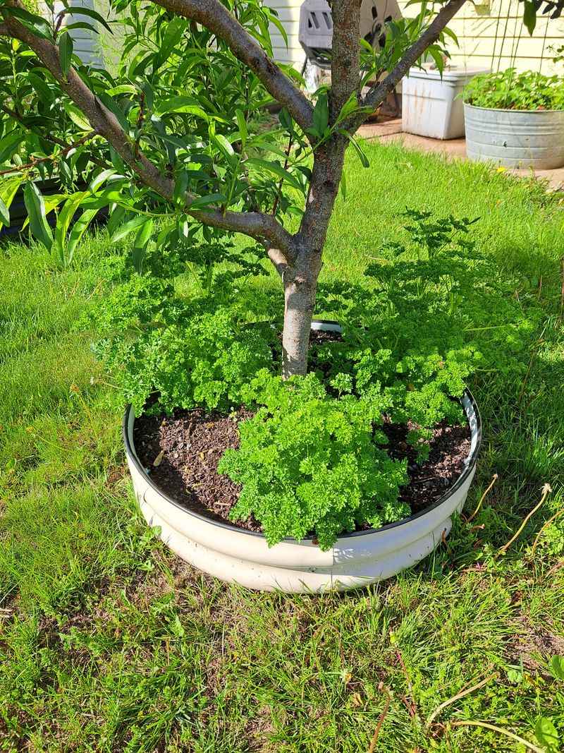 Parsley Handles The Shift Into Cooler Weather Parsley Handles The Shift Into Cooler Weather