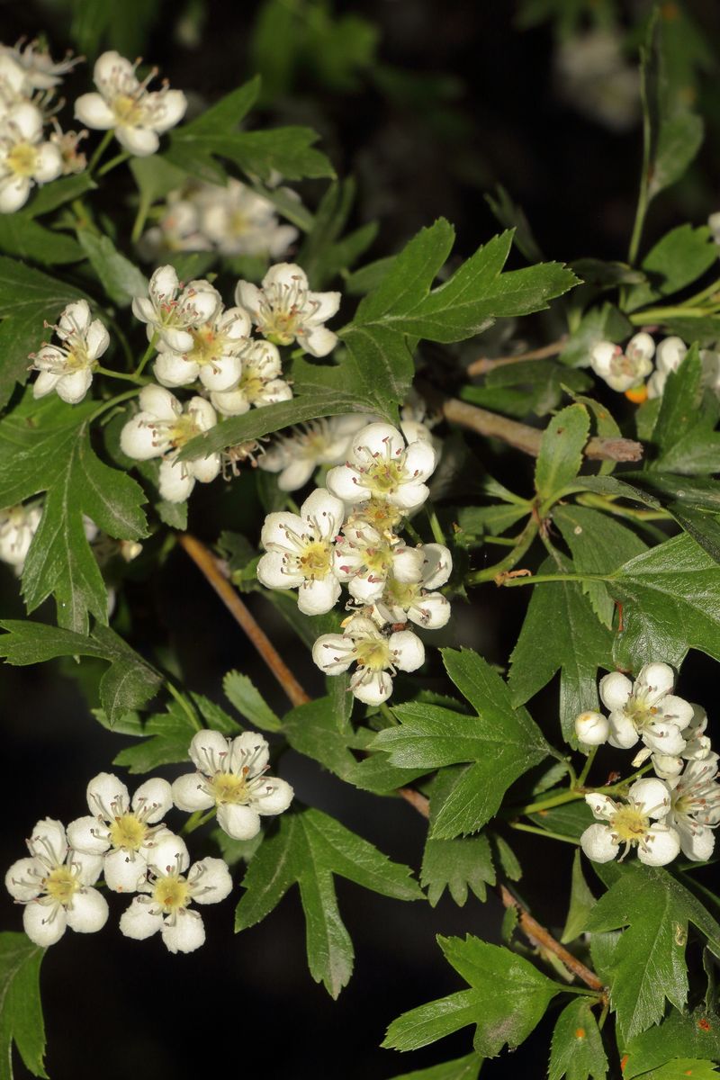 Parsley Hawthorn (Crataegus Marshallii)