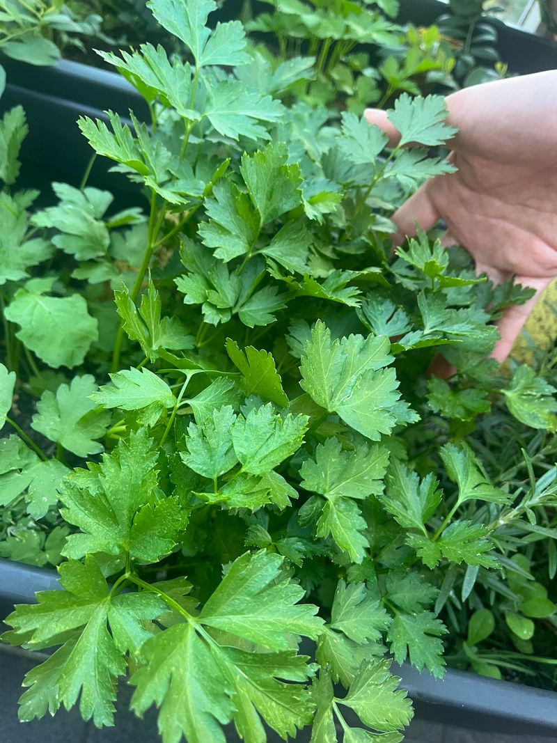 Parsley Responds To Outer-Stem Trimming
