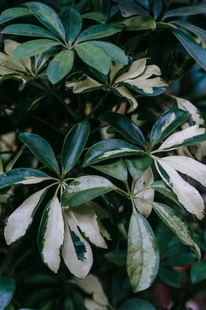 Partial Shade Keeps Schefflera Leaves From Scorching Partial Shade Keeps Schefflera Leaves From Scorching