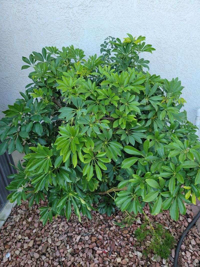 Partial Shade Prevents Leaf Scorch In Dry Heat Partial Shade Prevents Leaf Scorch In Dry Heat