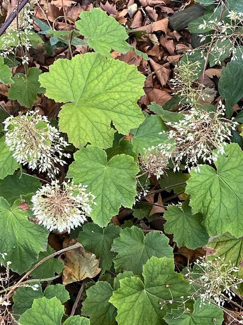 Partial Shade Protects Its Foliage During August