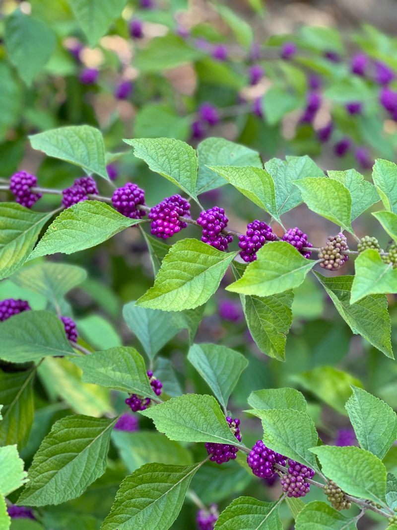 Partial Shade Supports Healthy Leaf Growth