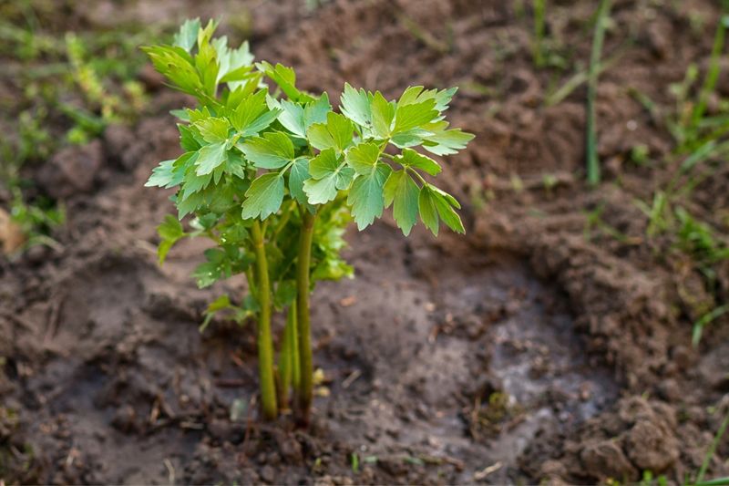 Partial Sun Gives Lovage A Better Chance Partial Sun Gives Lovage A Better Chance