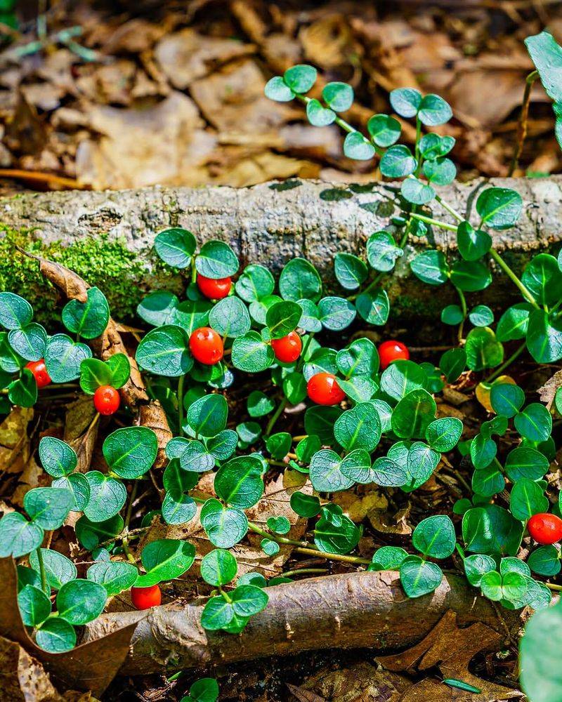 Partridge Berry Produces Bright Red Berries In Shade