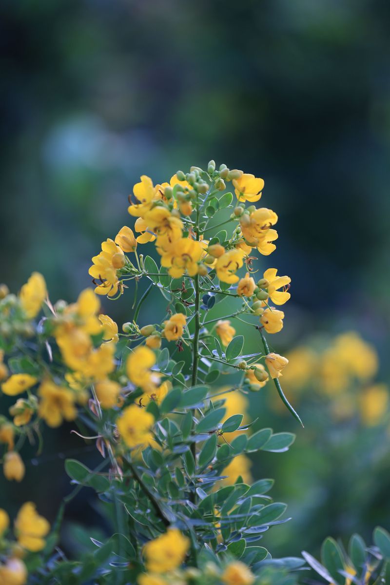Partridge Pea Partridge Pea