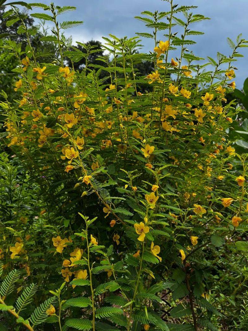 Partridge Pea Partridge Pea