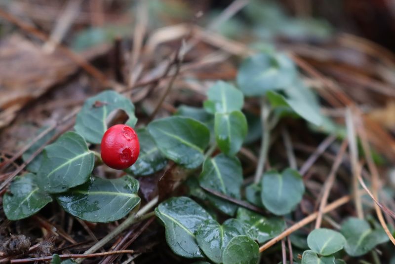 Partridgeberry