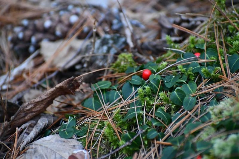 Partridgeberry Creates An Evergreen Carpet Partridgeberry Creates An Evergreen Carpet