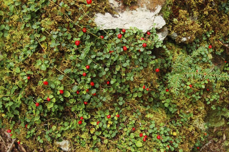 Partridgeberry For Woodland Stepping Stone Gaps Partridgeberry For Woodland Stepping Stone Gaps