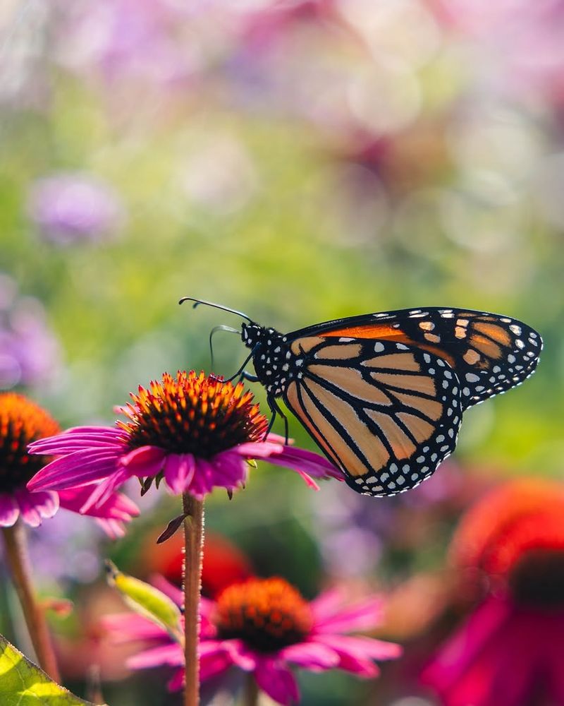 Passing Monarchs Can Reveal An August Bloom Gap