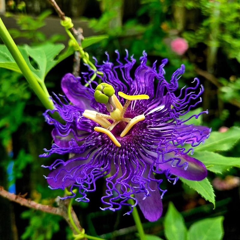 Passionflower Supports Gulf Fritillary Butterflies Passionflower Supports Gulf Fritillary Butterflies