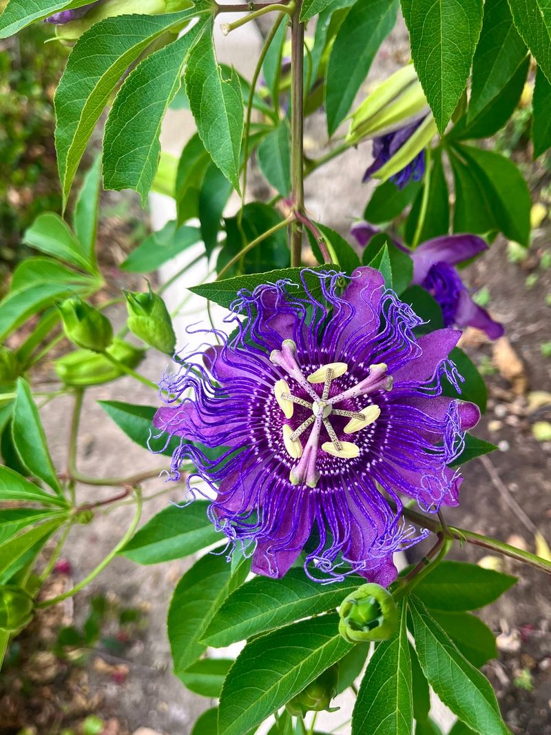 Passionflower Vine Passionflower Vine