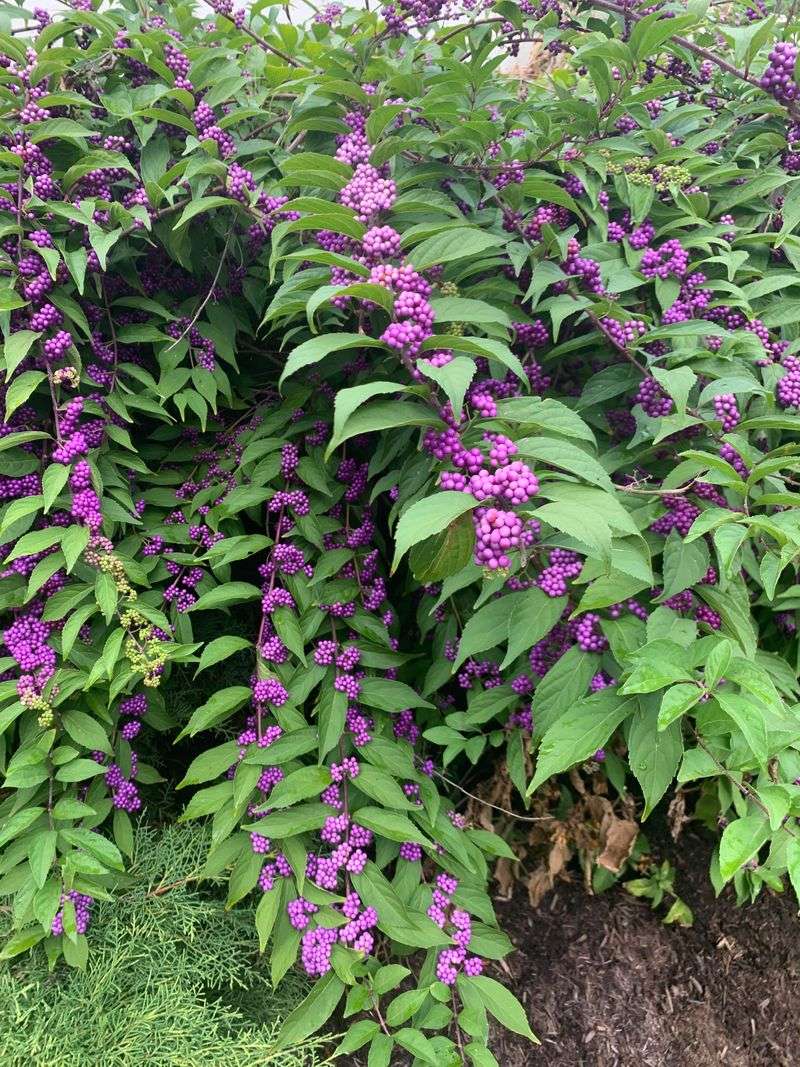Passive Planting Will Not Stop Bites Passive Planting Will Not Stop Bites