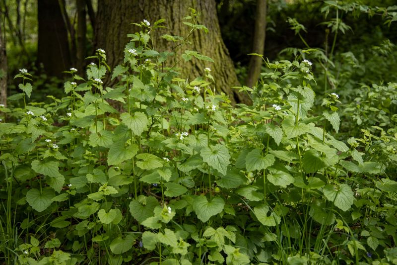 Patches Spread Along Woodland Edges And Garden Borders