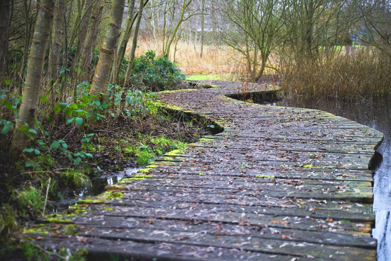 Paths And Boards As Safer Ways To Reach Your Garden Paths And Boards As Safer Ways To Reach Your Garden