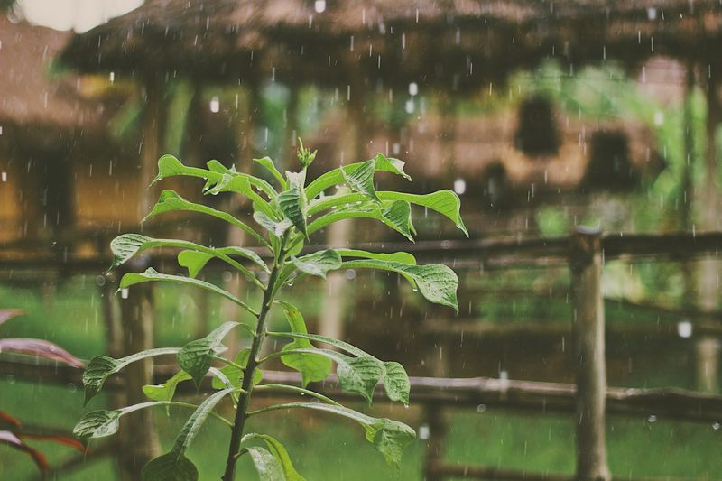 Pause Automatic Irrigation After Real Rain Pause Automatic Irrigation After Real Rain