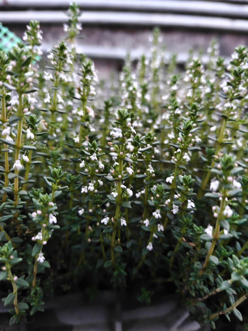 Pause Before Heavy Flowering Pause Before Heavy Flowering