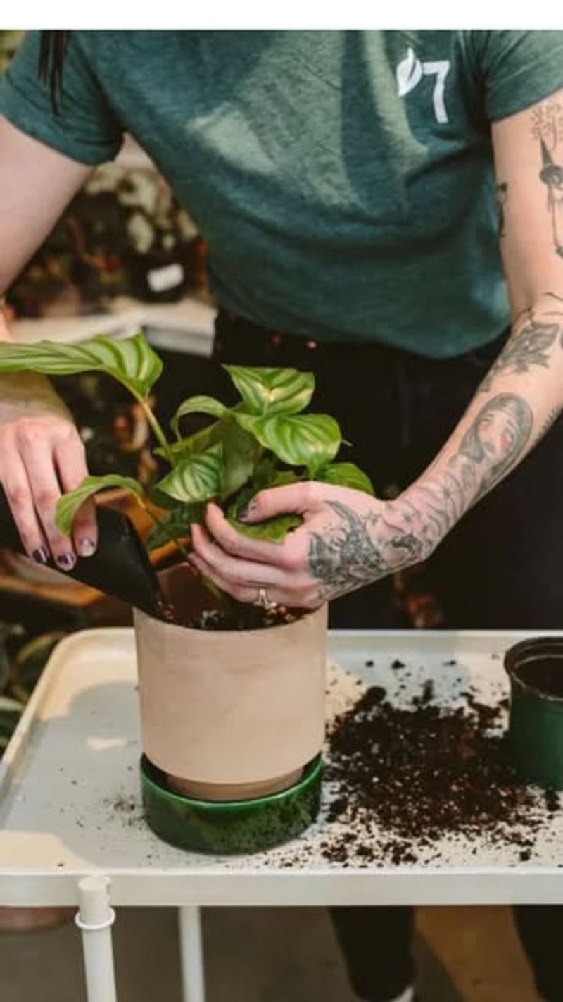 Pause Repotting During Extreme Heat Pause Repotting During Extreme Heat