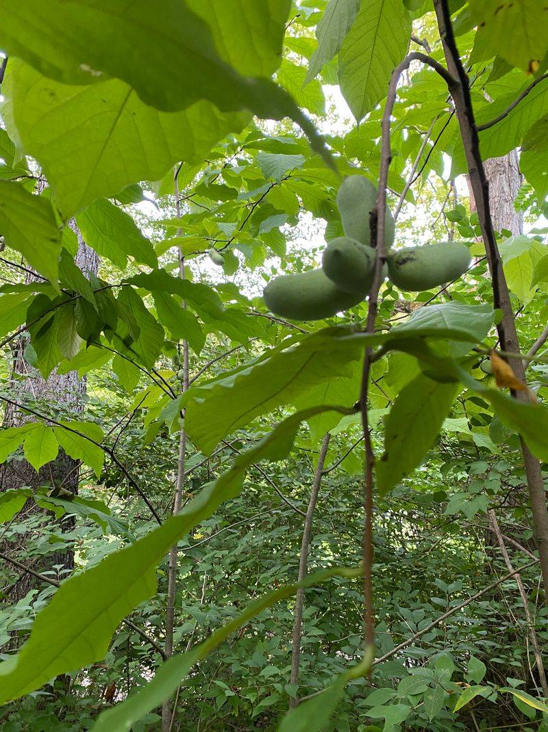 Pawpaw Produces Native Fruit In Sunny Landscapes