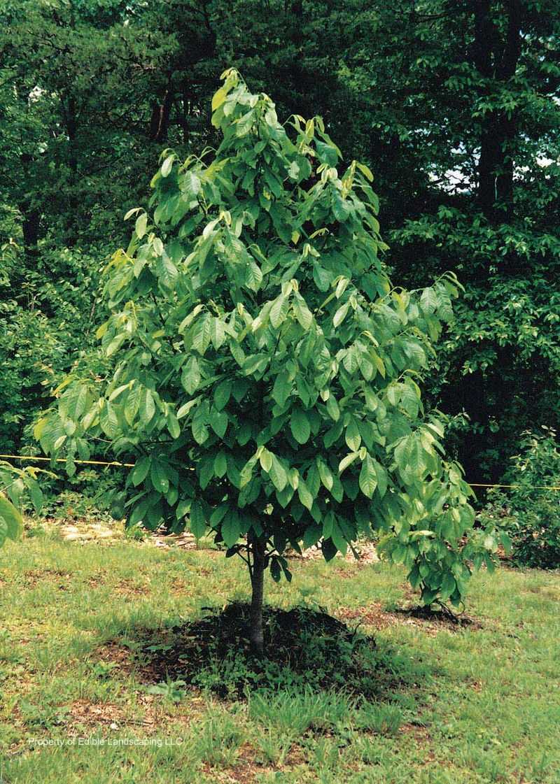 Pawpaw Requires Partners And A Suitable Site Pawpaw Requires Partners And A Suitable Site