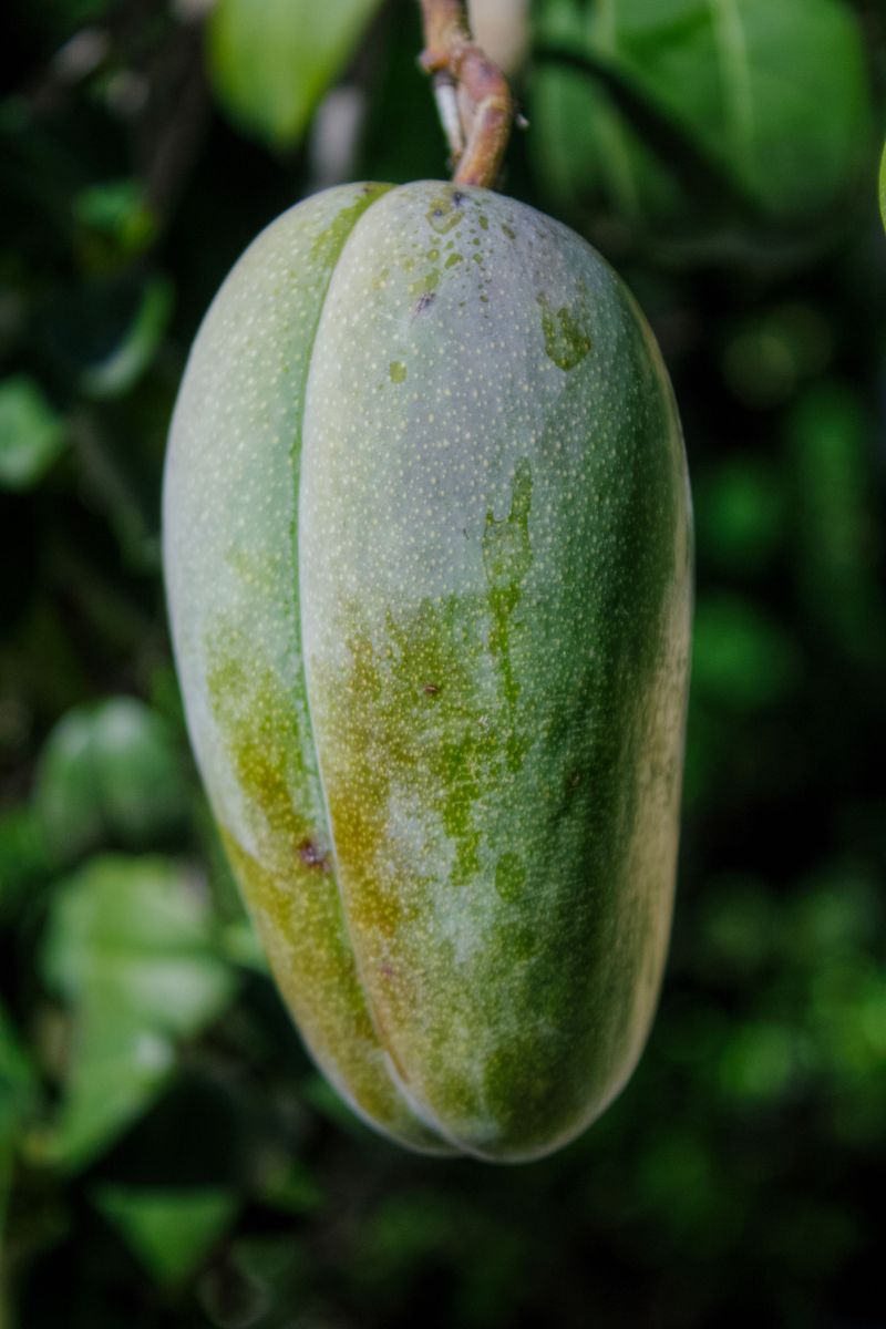 Pawpaw