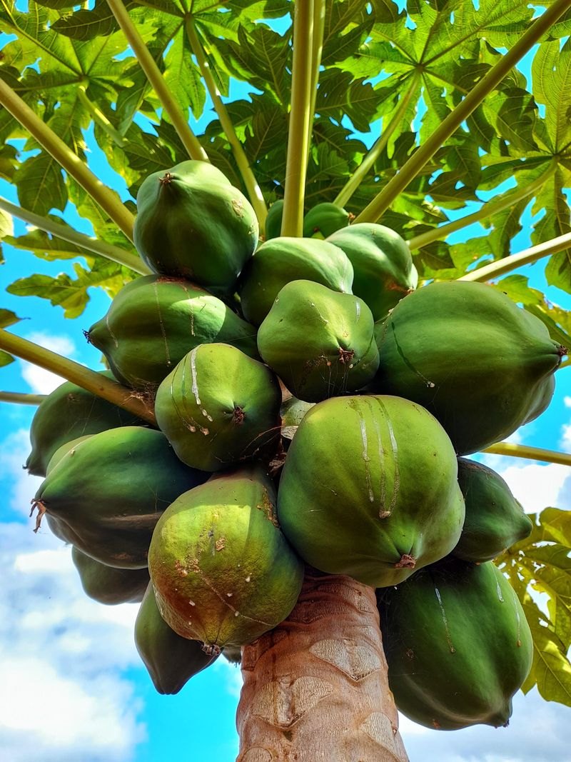 Pawpaws Handle Native Woodland Edges Pawpaws Handle Native Woodland Edges