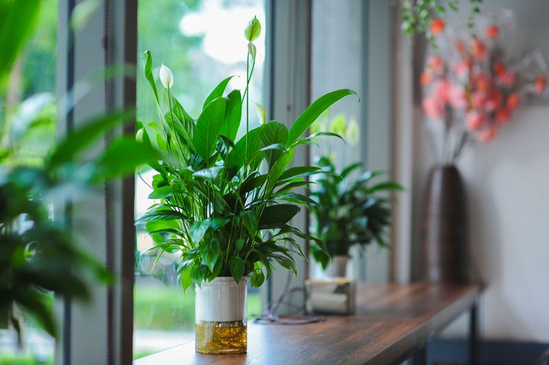 Peace Lilies Benefit From Controlled Moisture Release