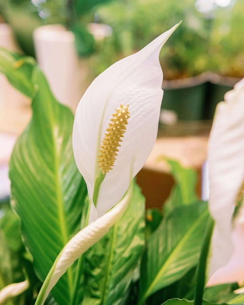 Peace Lily Peace Lily