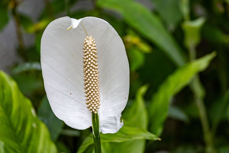 Peace Lily Peace Lily