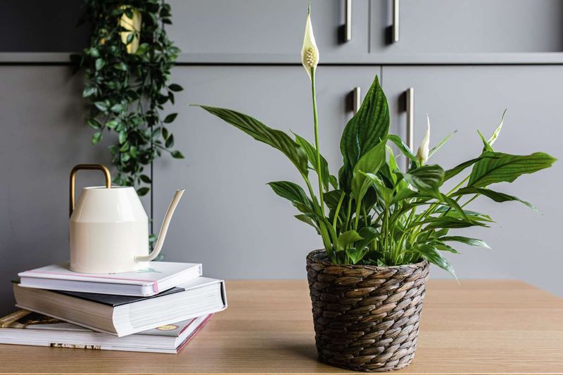 Peace Lily Handles Shadier Rooms Peace Lily Handles Shadier Rooms