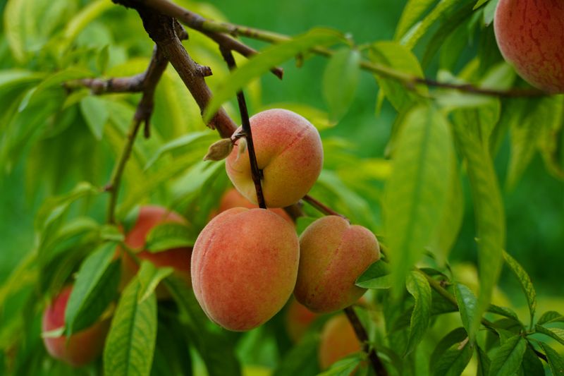 Peach