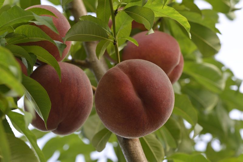 Peach