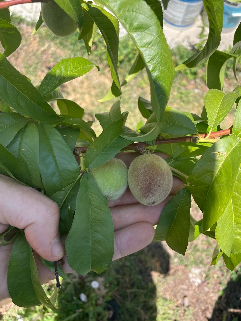 Peaches Need Space Before They Swell Peaches Need Space Before They Swell