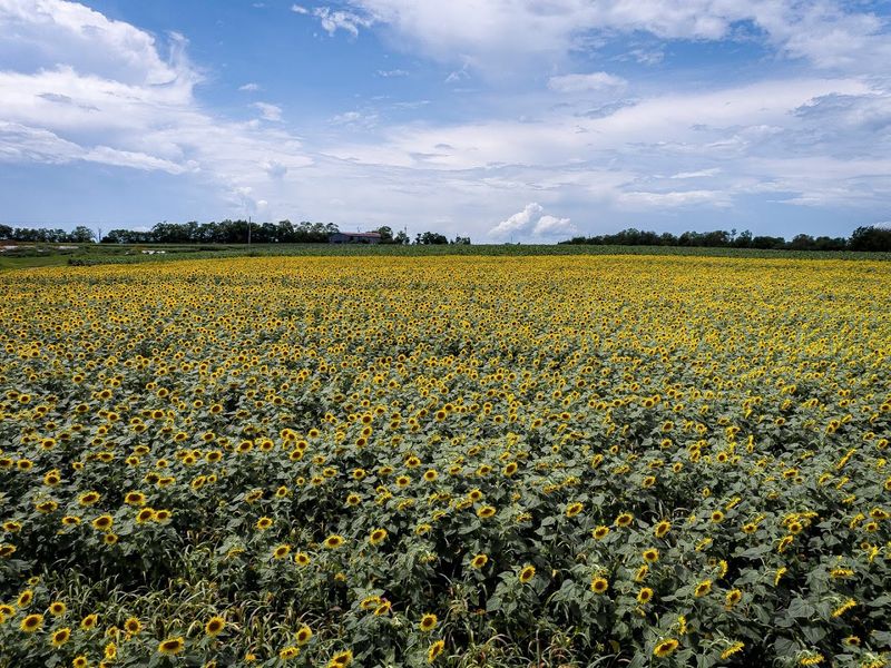 Peak Bloom Season and Best Times to Visit