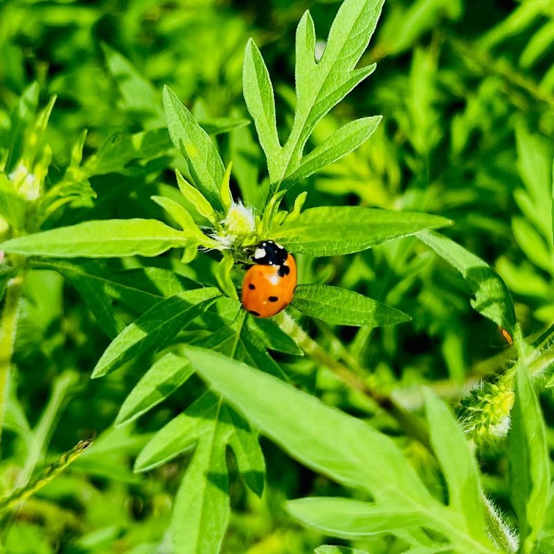 Peak Ragweed Season Approaches Quickly In New York Peak Ragweed Season Approaches Quickly In New York