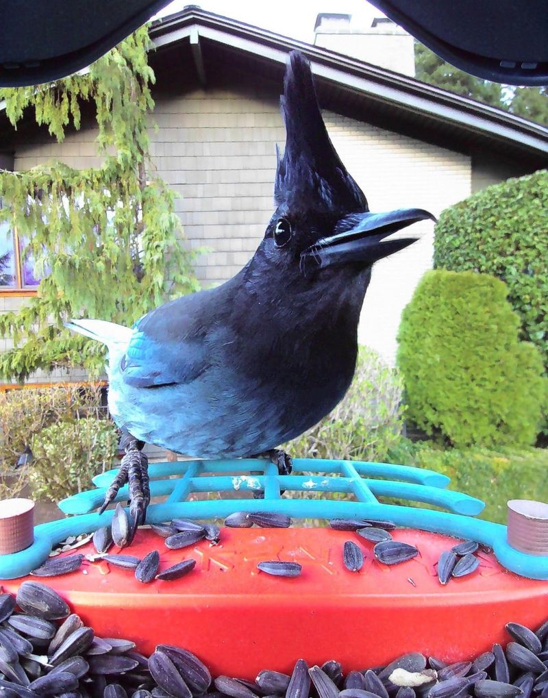 Peanuts And Sunflower Seeds Are Hard To Ignore Peanuts And Sunflower Seeds Are Hard To Ignore