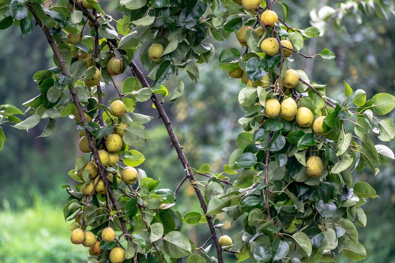 Pear (Asian Pear Varieties)
