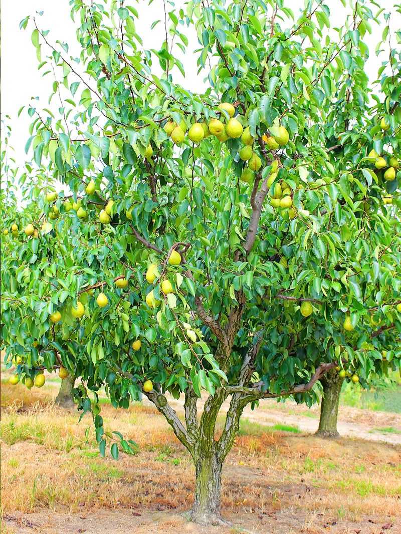 Pear