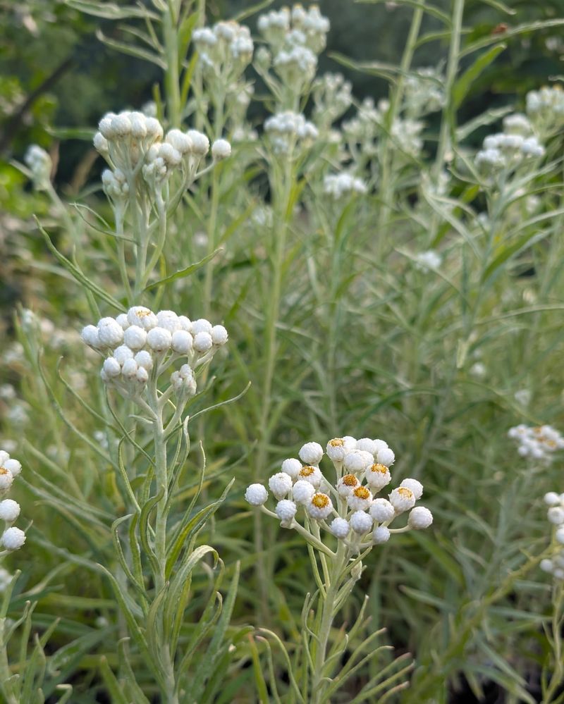 Pearly Everlasting