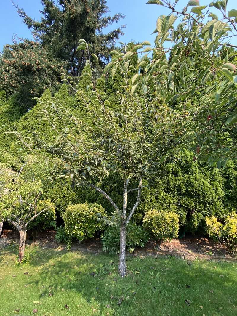 Pears Can Be Tamed Before Fall