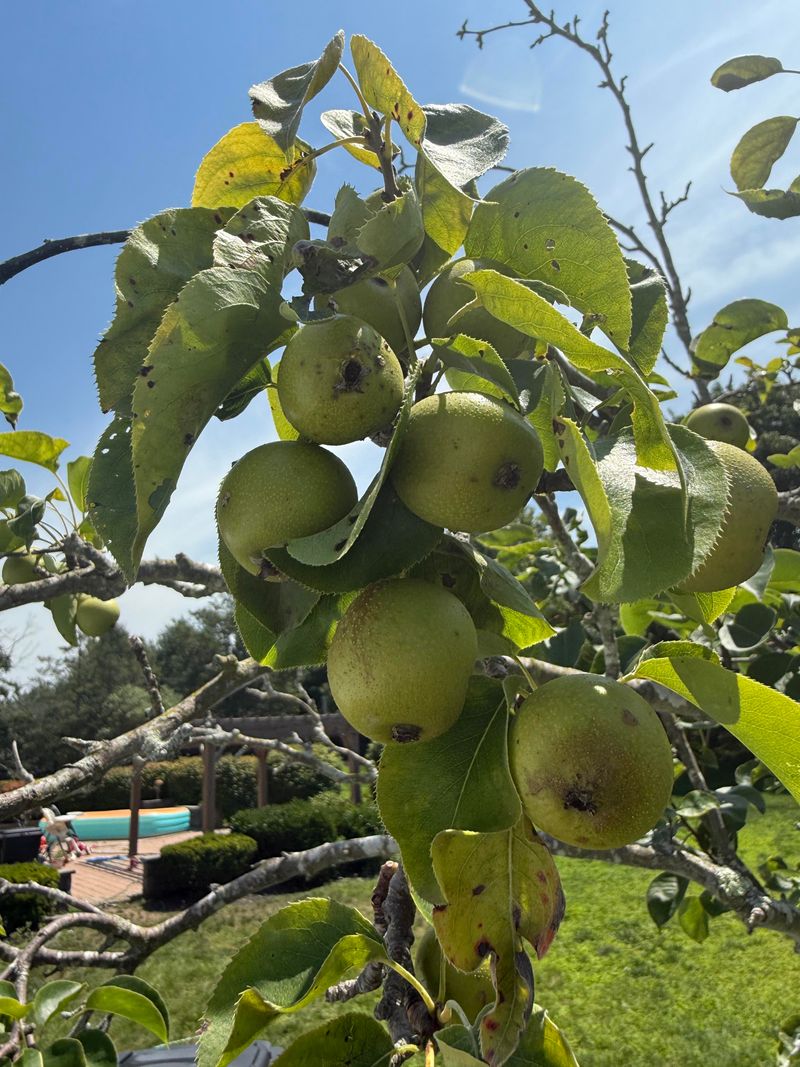 Pears Need Thinning Before Branches Bend Pears Need Thinning Before Branches Bend