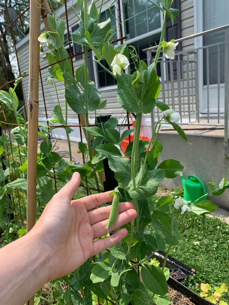 Peas Can Sneak In One More Crop Peas Can Sneak In One More Crop