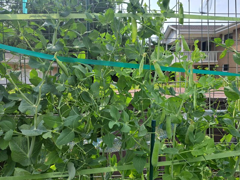 Peas Need Careful July Timing Peas Need Careful July Timing