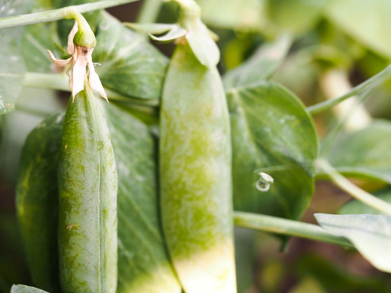 Peas