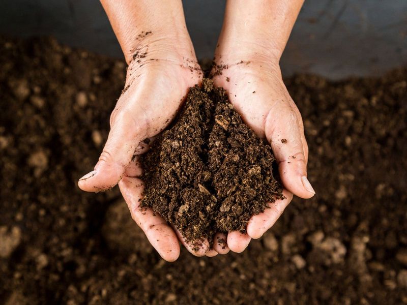 Peat Moss Alone Without Nutrient Additions Peat Moss Alone Without Nutrient Additions