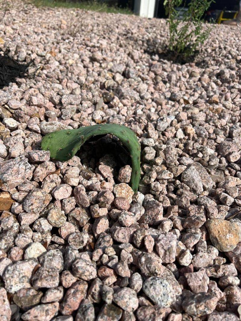 Pebbles Heat Up Faster Than Organic Mulch