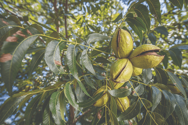 Pecan